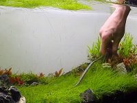 planted aquarium tool