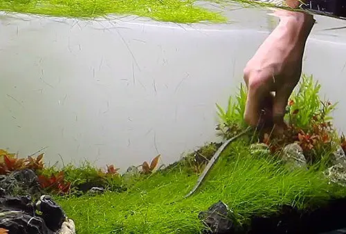 planted aquarium tool