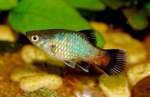 xiphophorus-maculatus