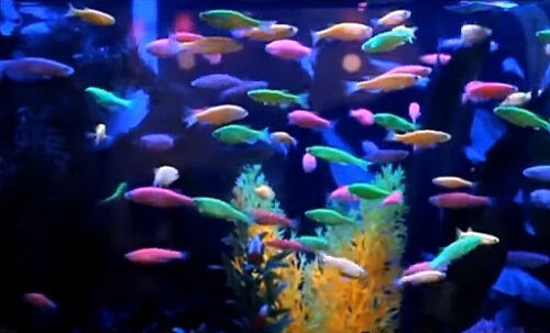 zebra-danio-glofish